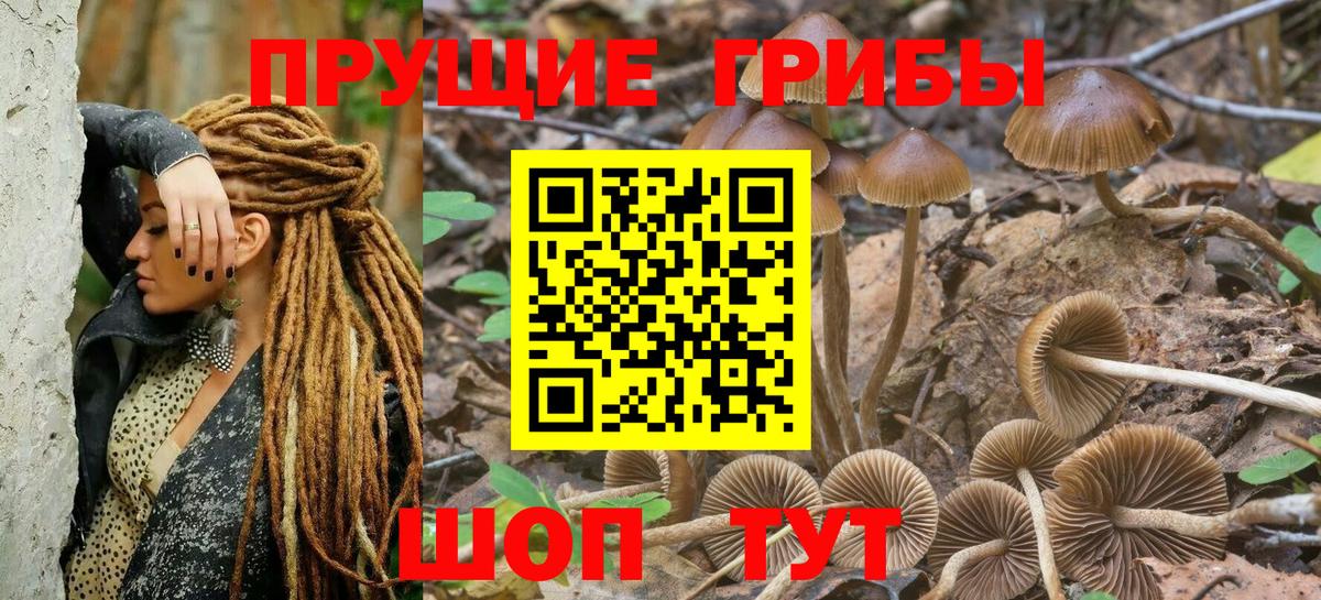 Алексин  Галлюциногенные грибы Psilocybine cubensis  Вход с VPN 